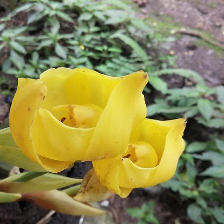 オクサパンパ Refugio De Orquideasヴィラ エクステリア 写真
