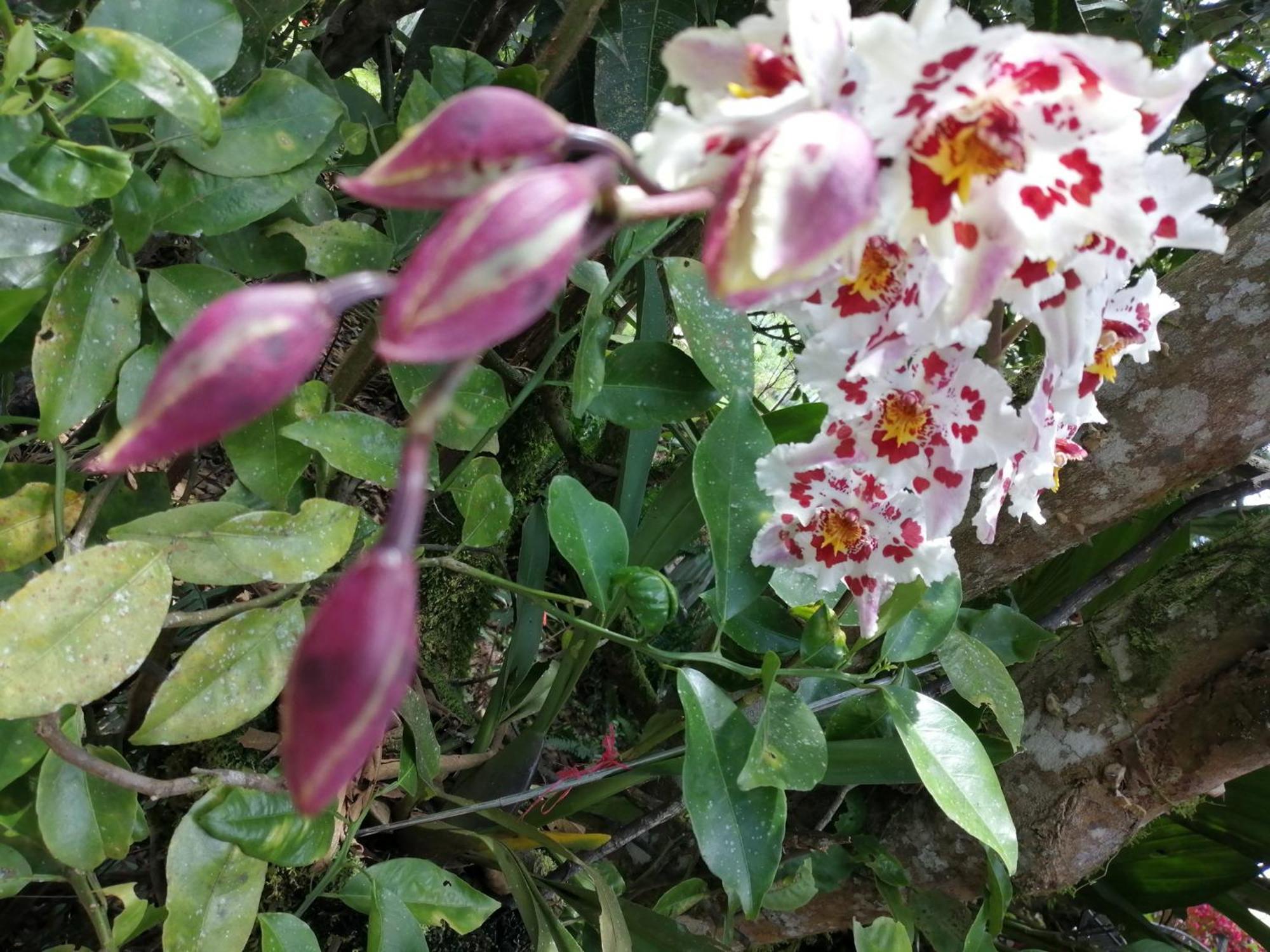 オクサパンパ Refugio De Orquideasヴィラ エクステリア 写真