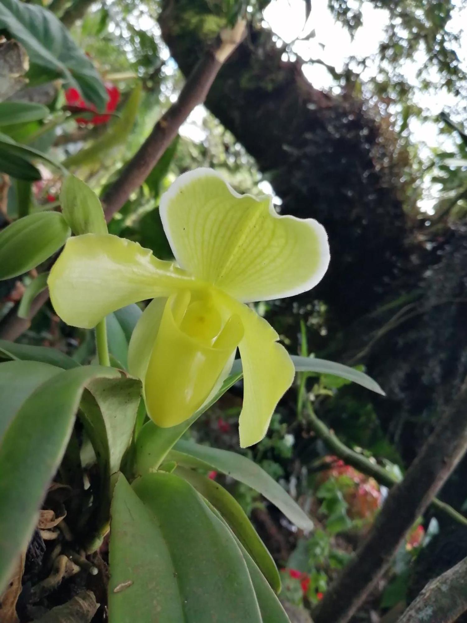 オクサパンパ Refugio De Orquideasヴィラ エクステリア 写真