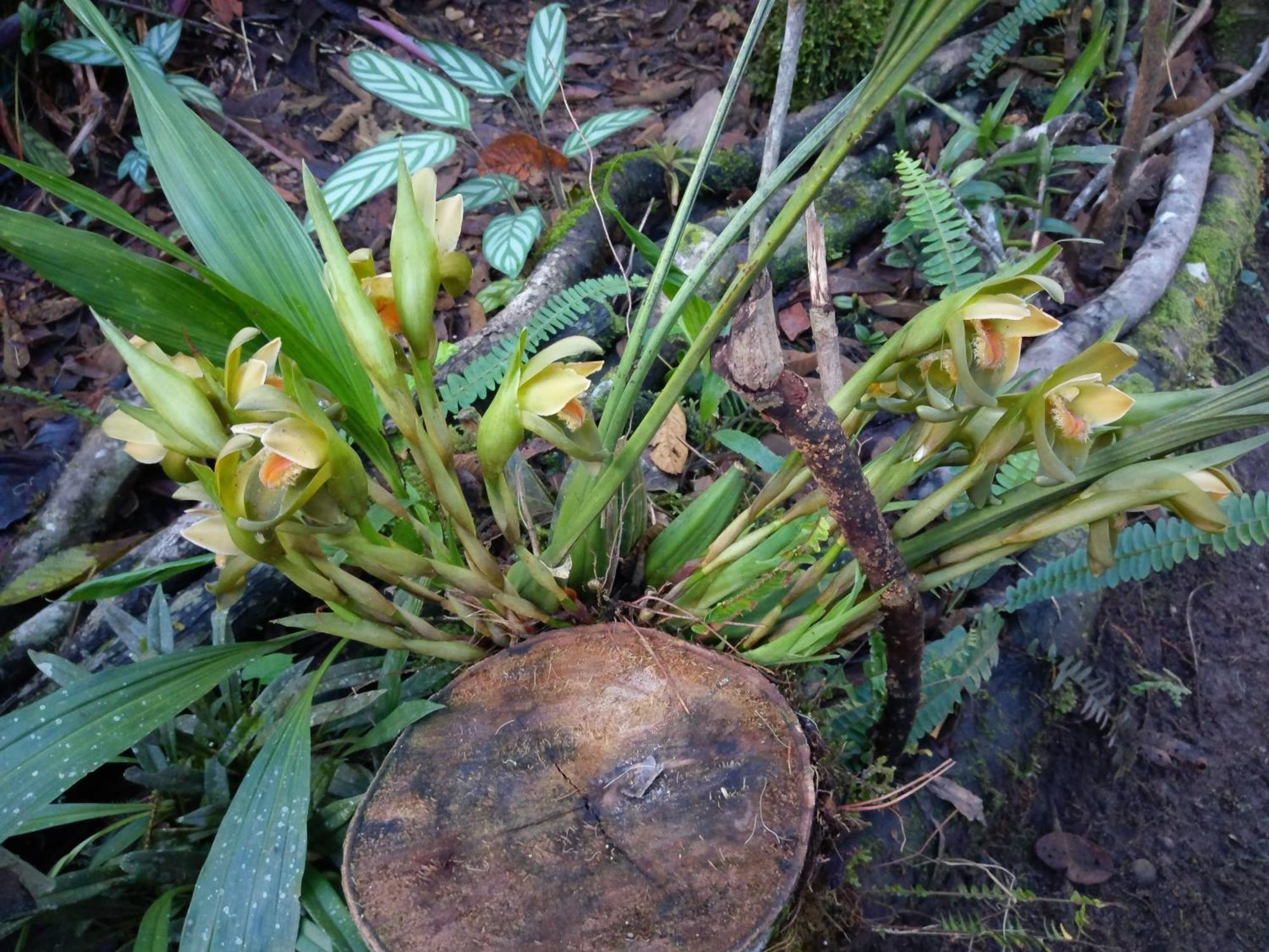 オクサパンパ Refugio De Orquideasヴィラ エクステリア 写真