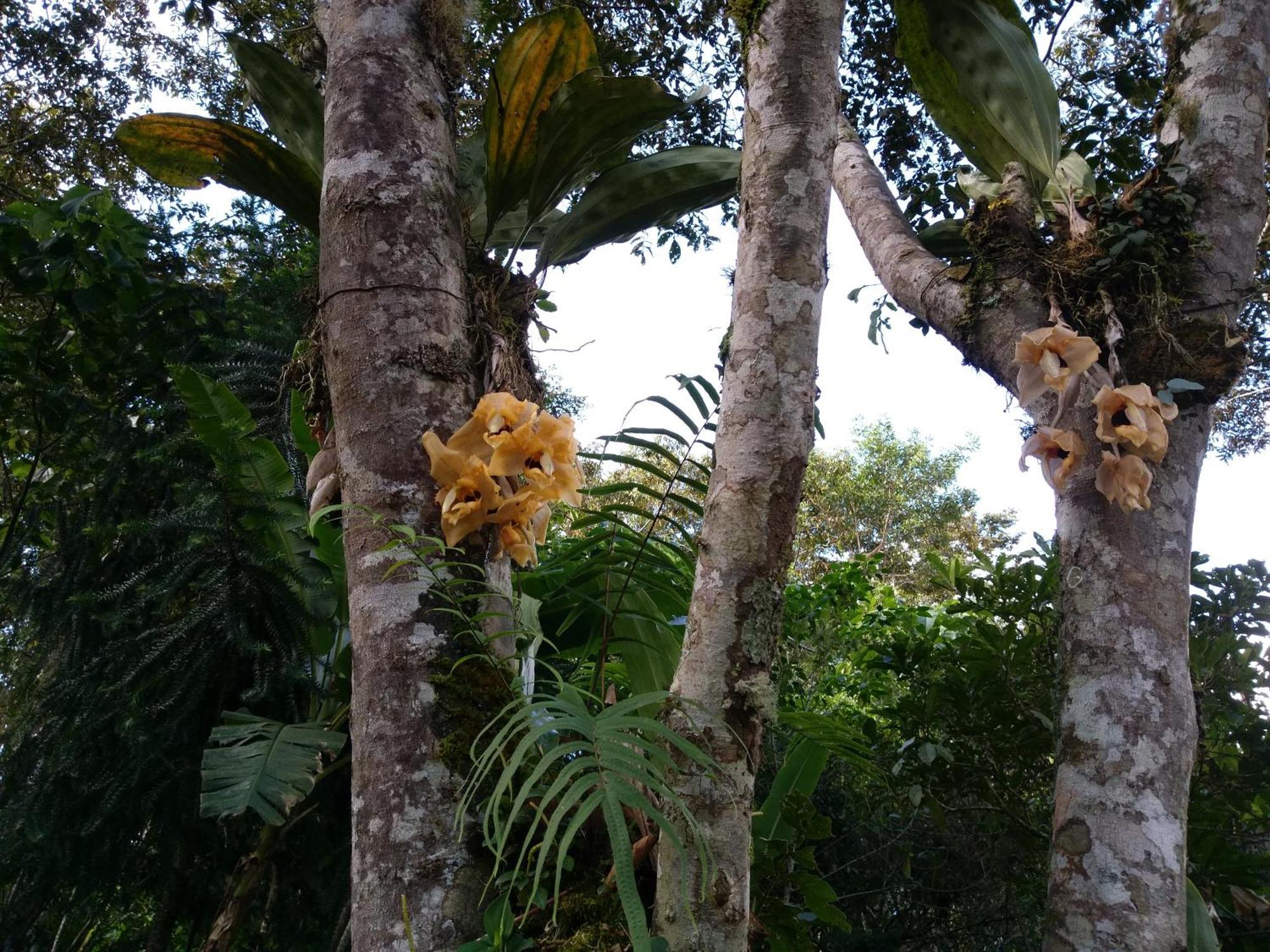 オクサパンパ Refugio De Orquideasヴィラ エクステリア 写真