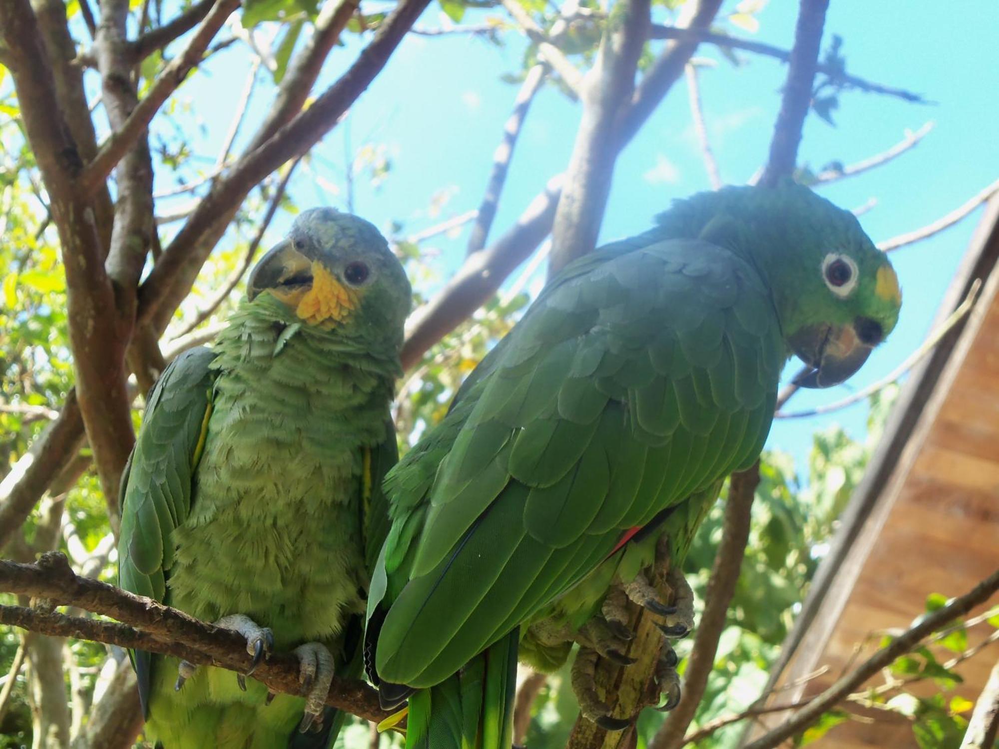 オクサパンパ Refugio De Orquideasヴィラ エクステリア 写真