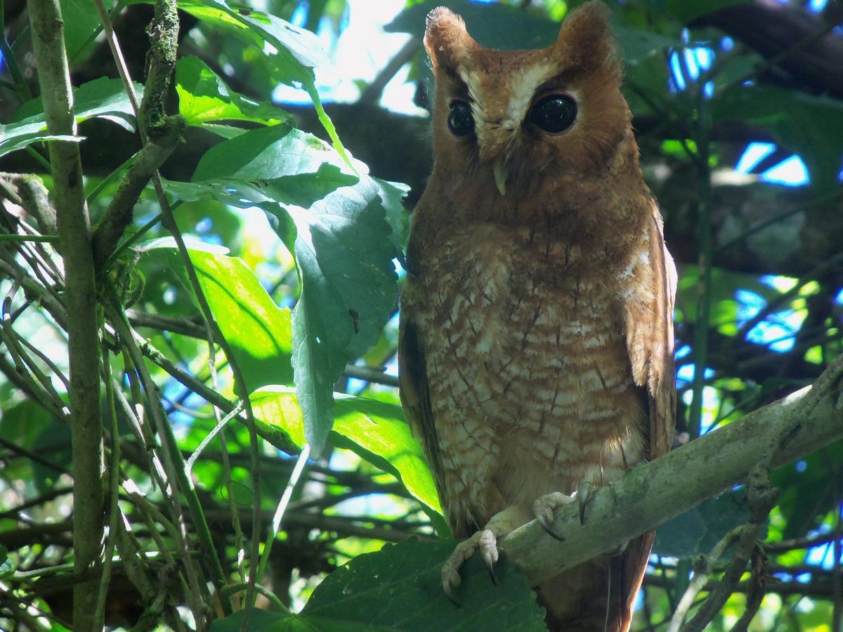 オクサパンパ Refugio De Orquideasヴィラ エクステリア 写真