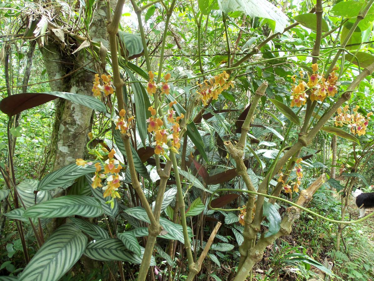 オクサパンパ Refugio De Orquideasヴィラ エクステリア 写真