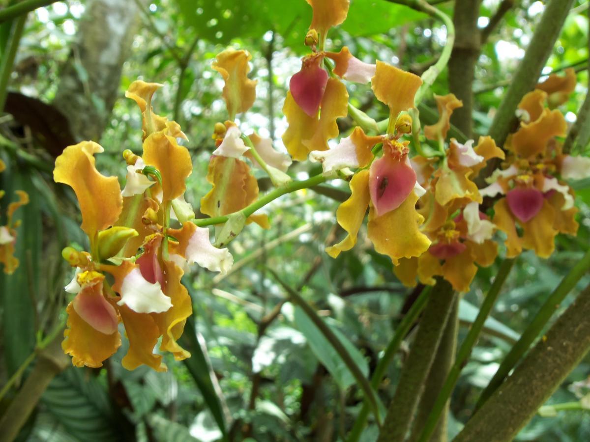 オクサパンパ Refugio De Orquideasヴィラ エクステリア 写真