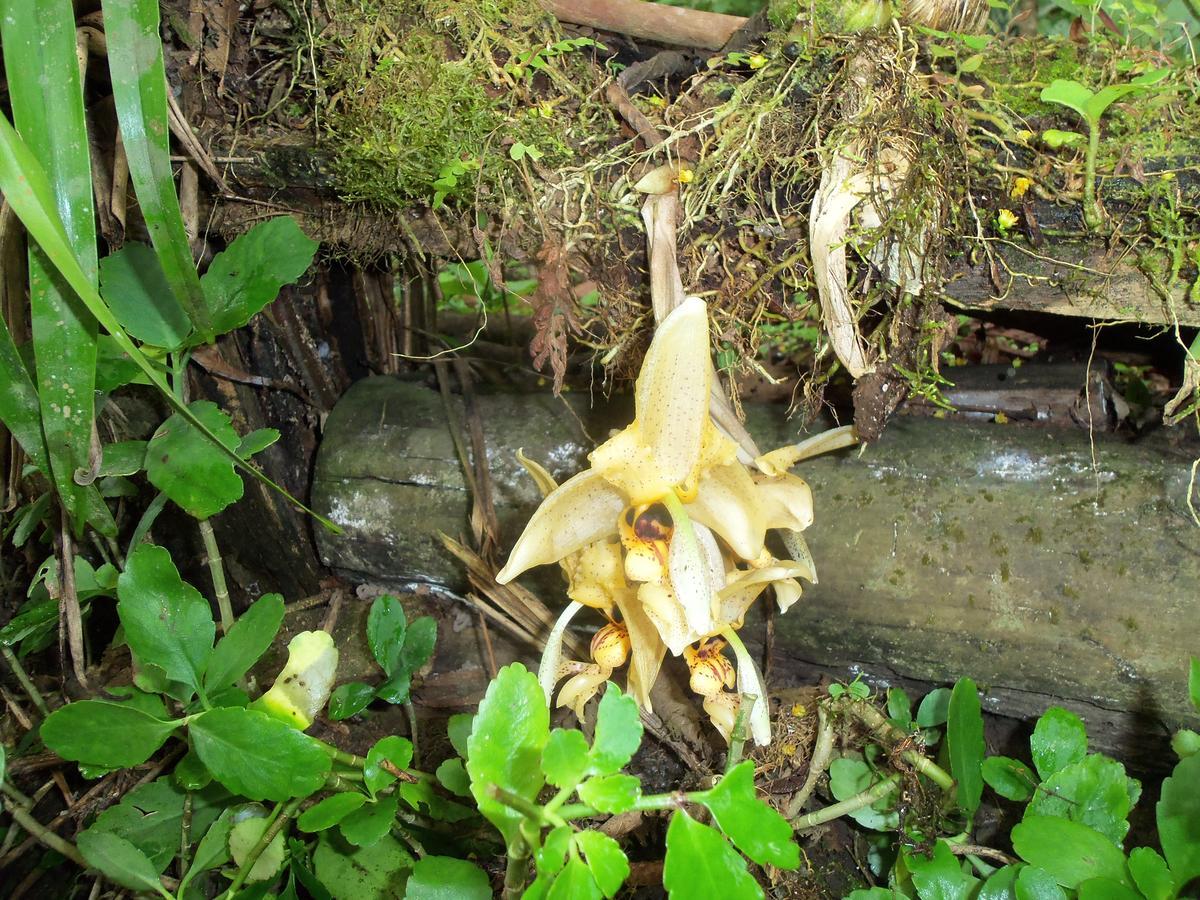 オクサパンパ Refugio De Orquideasヴィラ エクステリア 写真